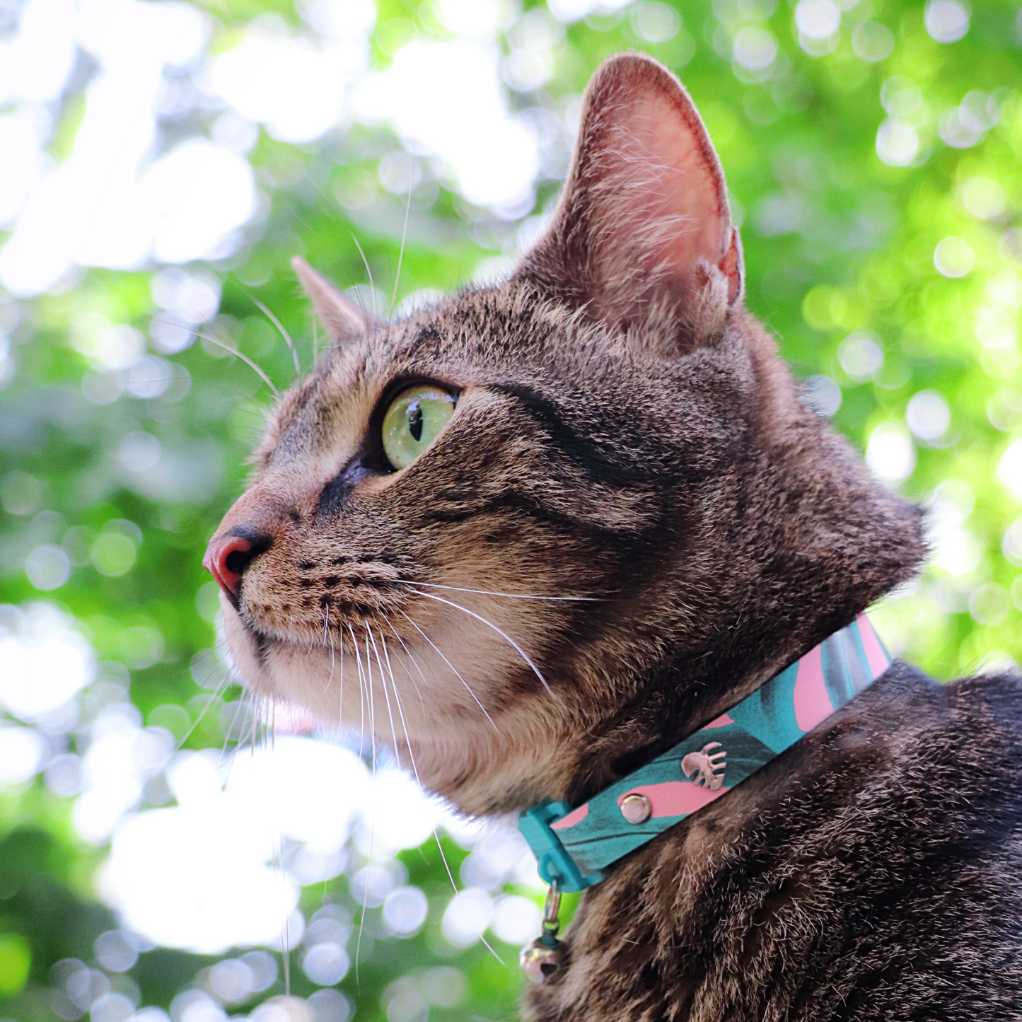 KITTYRAMA KITTEN BOTANICALS MONSTERA COLLAR - Quick Release, Breakaway, Hypoallergenic