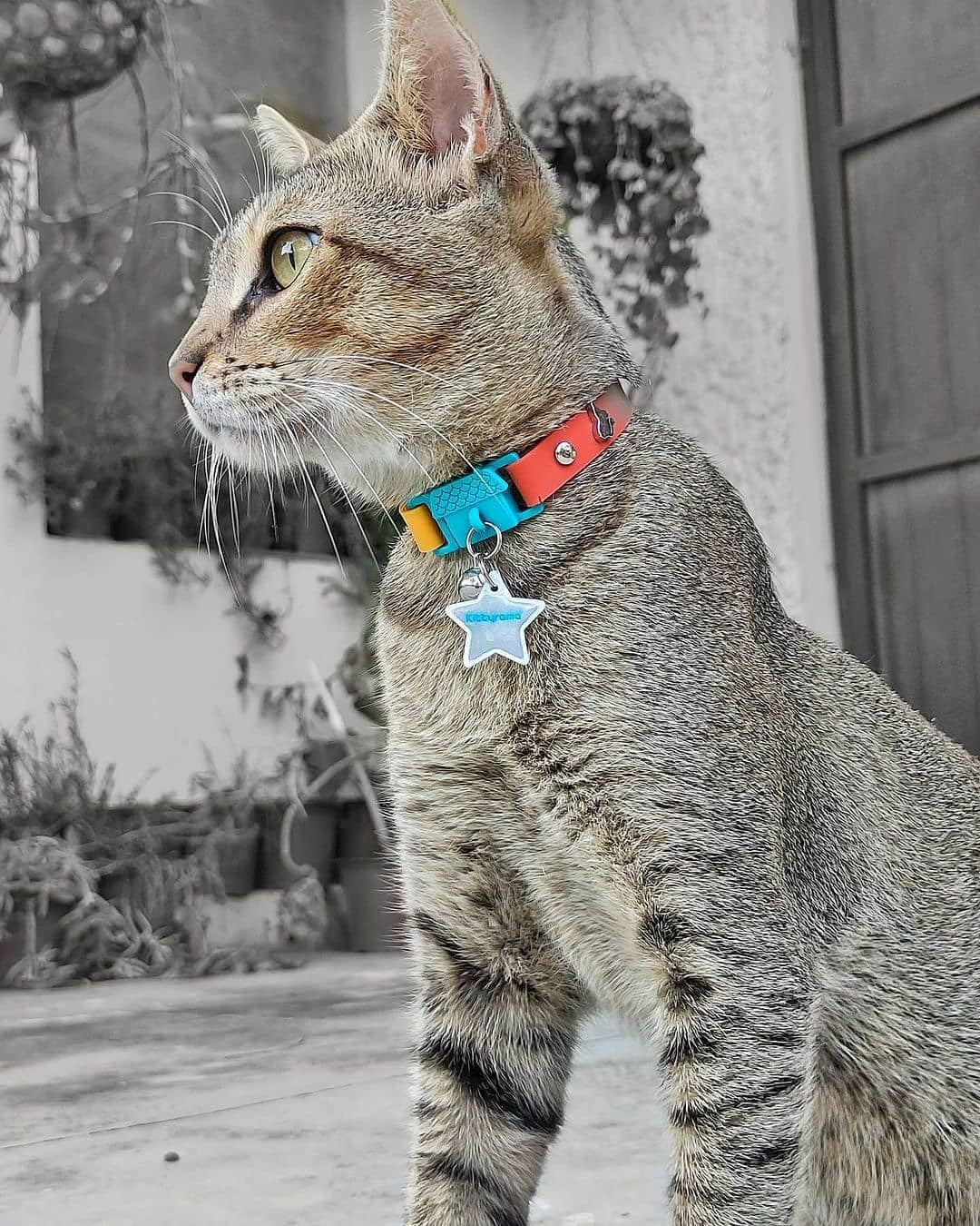 KITTYRAMA STAR CAT CHARM – Reflective, Safe, High Visibility