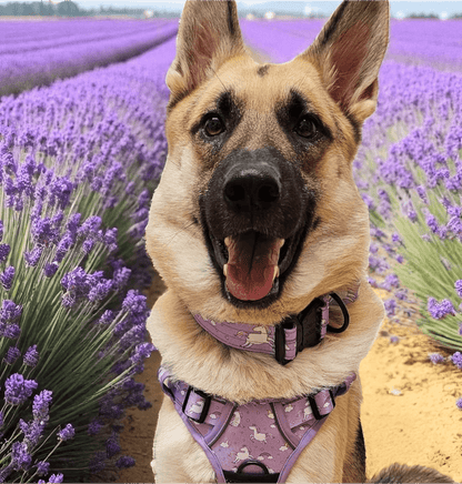 Daydreams and Unicorns Tactical Dog Collar