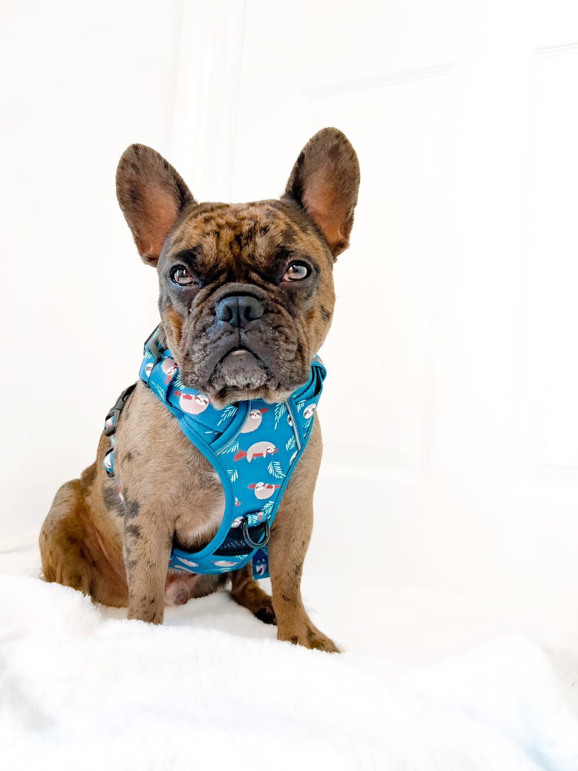 Lazy Sloth Tactical Dog Harness